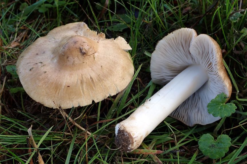 Schloss und Schlossgarten Favorite, Sonstiges, Projekt Schloss.Baum.Pilz