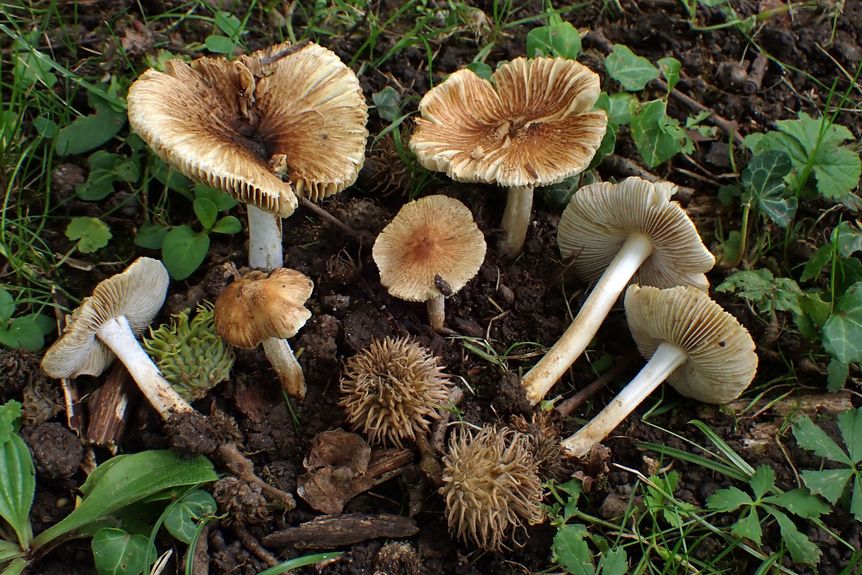 Schloss und Schlossgarten Favorite, Sonstiges, Projekt Schloss.Baum.Pilz